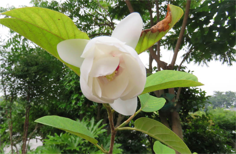 Go 伊勢崎 我が家の花や樹木